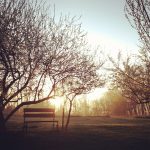 backyard-sunrise-smallers