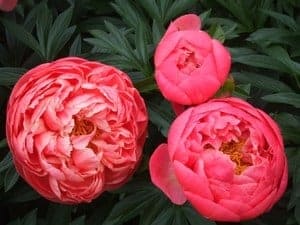 peony