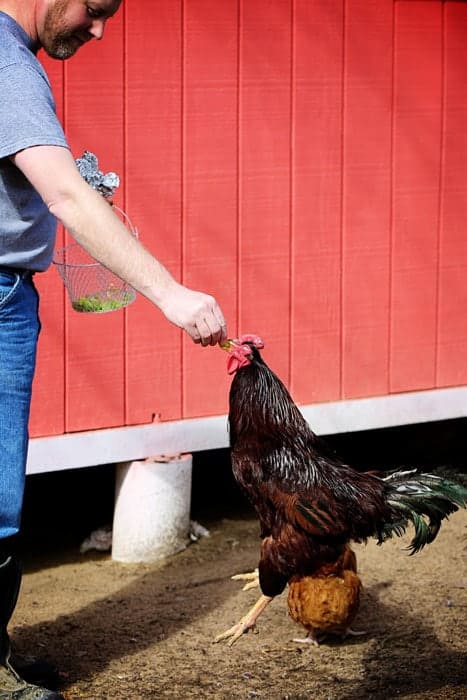 Chicken Eating Grapes