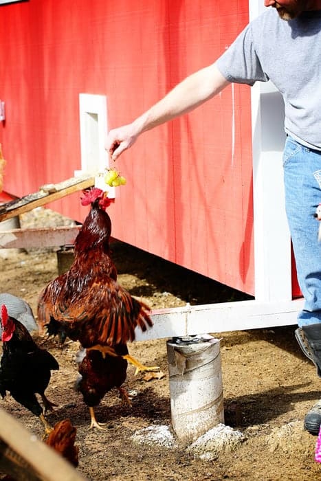 Jumping Chickens - i am baker