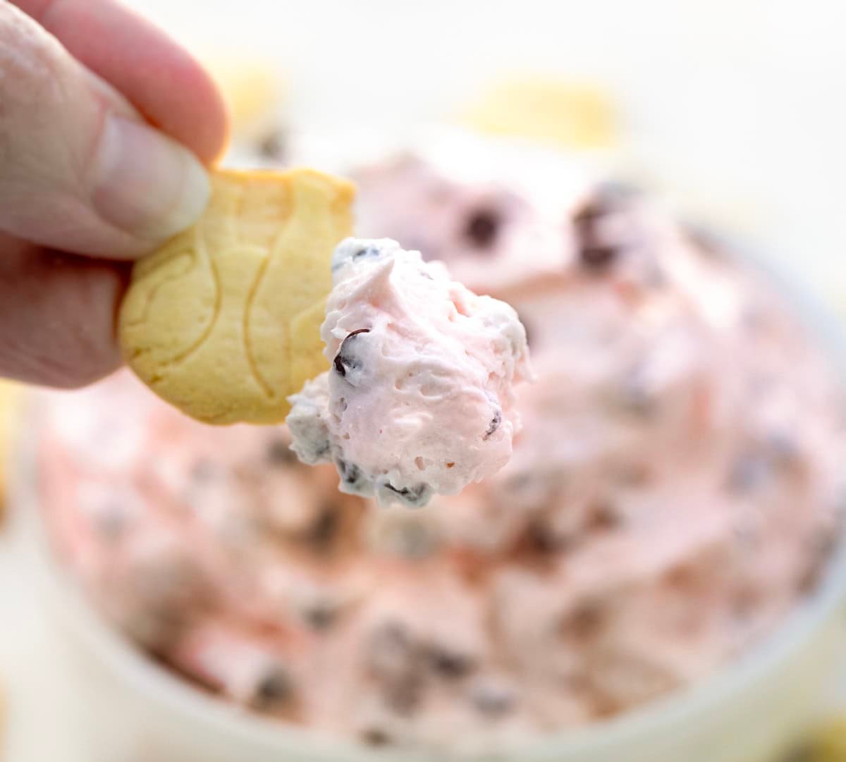 Animal cracker that has been dipped into Valentine's Booty Dip.
