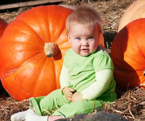 The Pumpkins Have It - i am baker